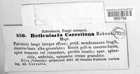 Reticularia carestiana image